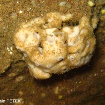 Petrosia (petrosia) sp - (4710) - Marquises - Nuku Hiva