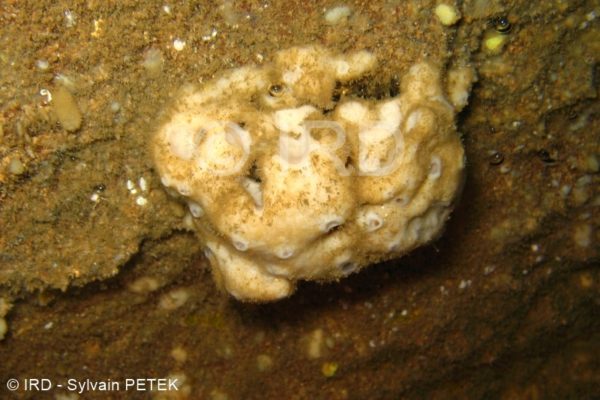 Petrosia (petrosia) sp - (4710) - Marquises - Nuku Hiva