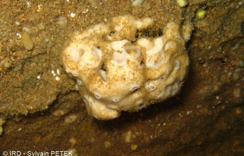 Petrosia (petrosia) sp - (4710) - Marquises - Nuku Hiva