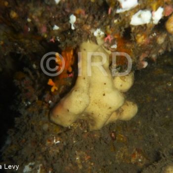 Petrosia (strongylophora) sp - (4893) - Societe - Tahiti