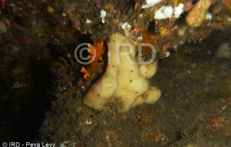 Petrosia (strongylophora) sp - (4893) - Societe - Tahiti