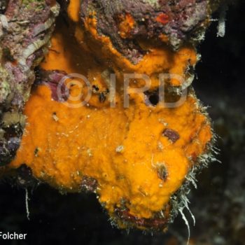 Phakellia carduus - (0107) - Tuamotu - Hao