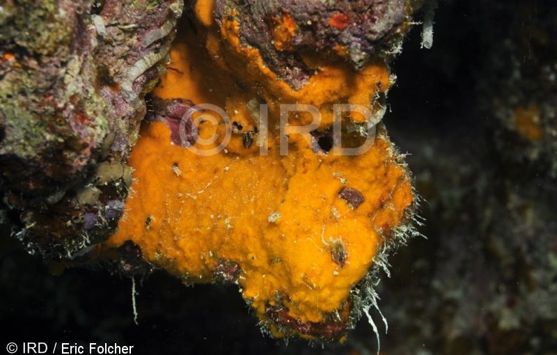 Phakellia carduus - (0107) - Tuamotu - Hao