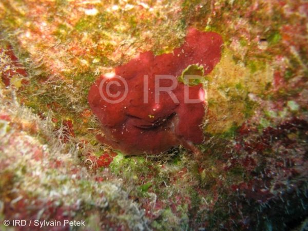 Phakellia sp - (4859) - Tuamotu - Takaroa