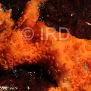 Phoriospongia sp - (1599) - Marquises - Nuku Hiva