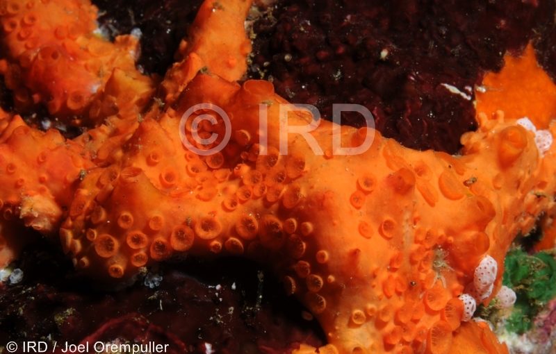 Phoriospongia sp - (1599) - Marquises - Nuku Hiva