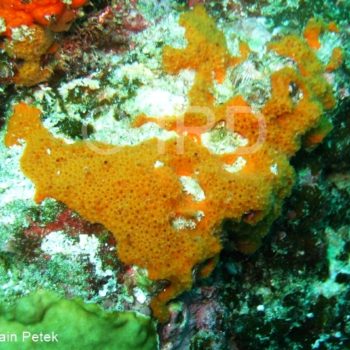 Phoriospongia sp - (3715) - Marquises - Ua Pou