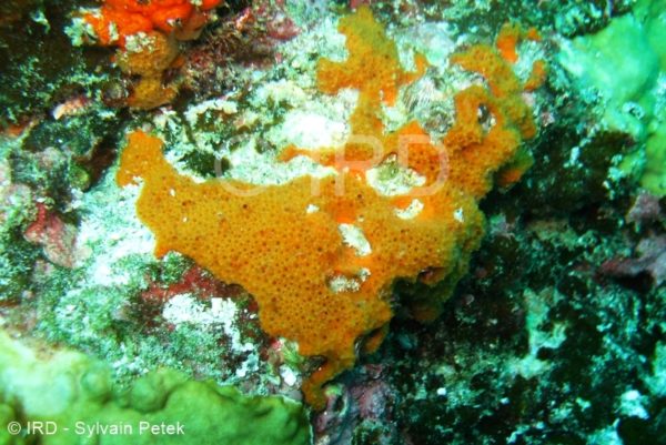 Phoriospongia sp - (3715) - Marquises - Ua Pou