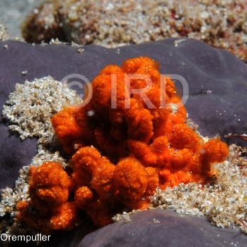 Phoriospongia sp - (3730) - Marquises - Fatu Hiva