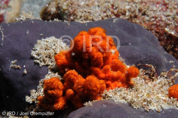 Phoriospongia sp - (3730) - Marquises - Fatu Hiva