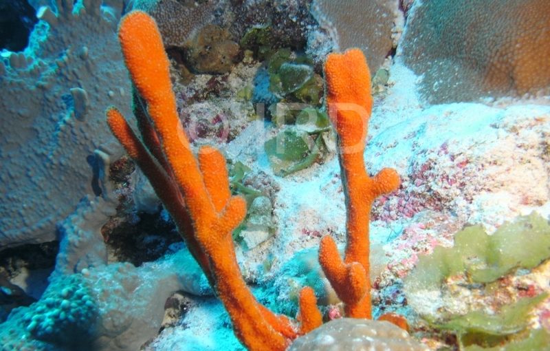 Phycopsis sp - (1640) - Tuamotu - Rangiroa