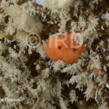 Plakinastrella sp - (4892) - Societe - Tahiti