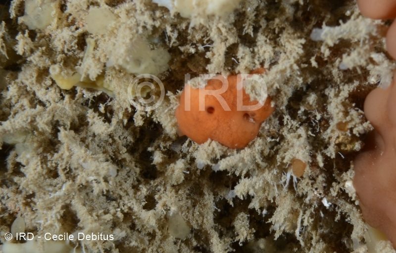 Plakinastrella sp - (4892) - Societe - Tahiti