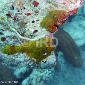 Prosuberites sp (1680) - Gambier