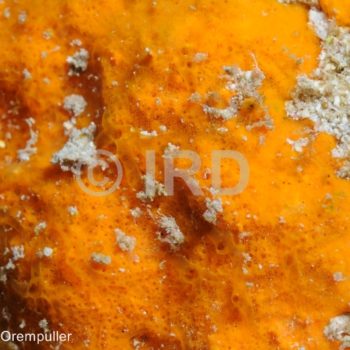 Prosuberites sp (1680) - Societe - Raiatea