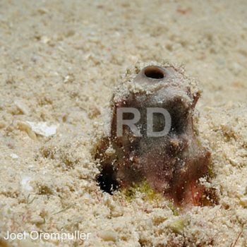 Psammocinia sp (4758) - Societe - Raiatea