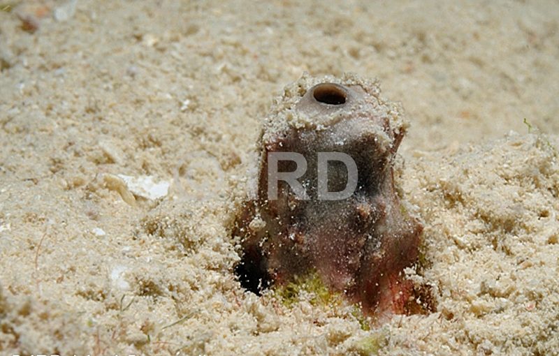 Psammocinia sp (4758) - Societe - Raiatea