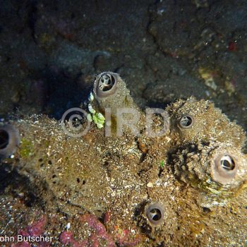 Psammocinia sp (4758) - Societe - Tahiti