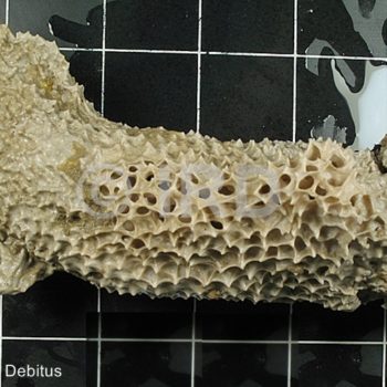 Psammocinia sp (704) - Societe - Tahiti