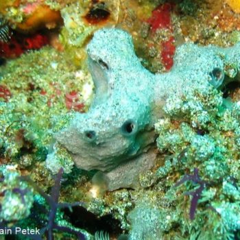 Psammoclema sp - (0736) - Marquises - Ua Pou