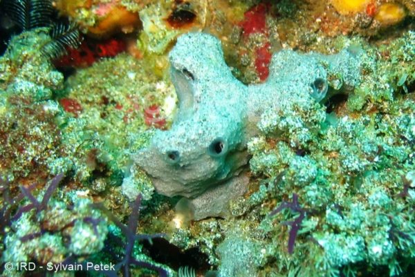 Psammoclema sp - (0736) - Marquises - Ua Pou