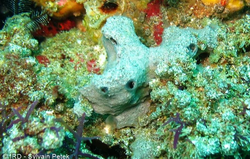 Psammoclema sp - (0736) - Marquises - Ua Pou