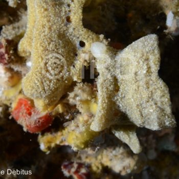 Psammoclema sp - (4870) - Societe - Tahiti