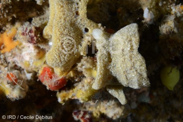 Psammoclema sp - (4870) - Societe - Tahiti