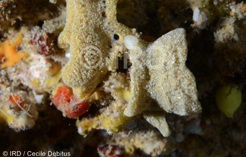 Psammoclema sp - (4870) - Societe - Tahiti