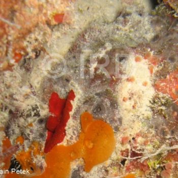 Psammoclema sp - (4879) - Tuamotu - Fakarava