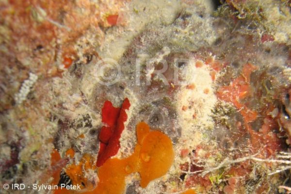 Psammoclema sp - (4879) - Tuamotu - Fakarava