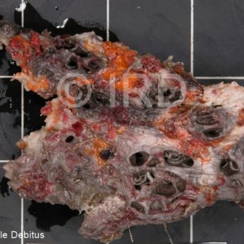 Psammoclema sp - (4879) - Tuamotu - Fakarava