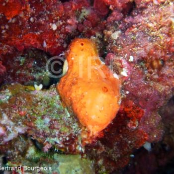 Pseudoceratina sp - (2081) - Tuamotu - Raroia