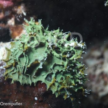 Pseudoceratina sp - (4755) - Societe - Bora Bora