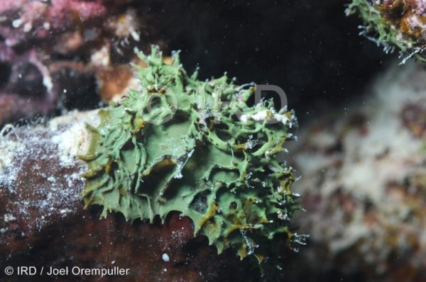 Pseudoceratina sp - (4755) - Societe - Bora Bora
