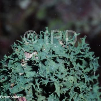 Pseudoceratina sp - (4755) - Societe - Raiatea