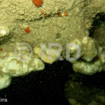 Rhabdastrella sp (4875) - Société - Tahiti