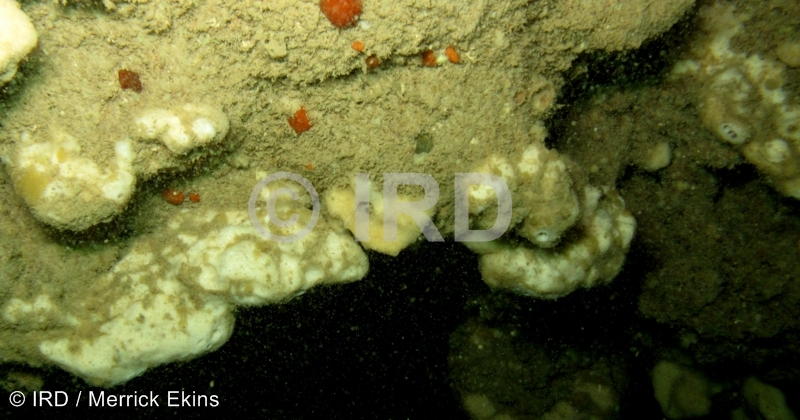 Rhabdastrella sp (4875) - Société - Tahiti