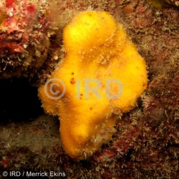 Rhaphoxya sp (4868) - Societe - Tahiti