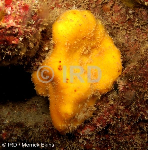 Rhaphoxya sp (4868) - Societe - Tahiti