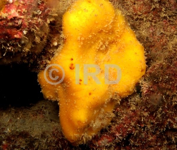 Rhaphoxya sp (4868) - Societe - Tahiti