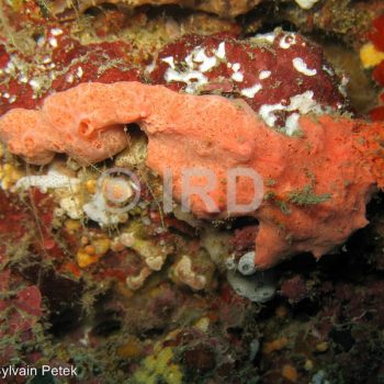 Rhaphoxya sp (4877) - Societe - Tahiti