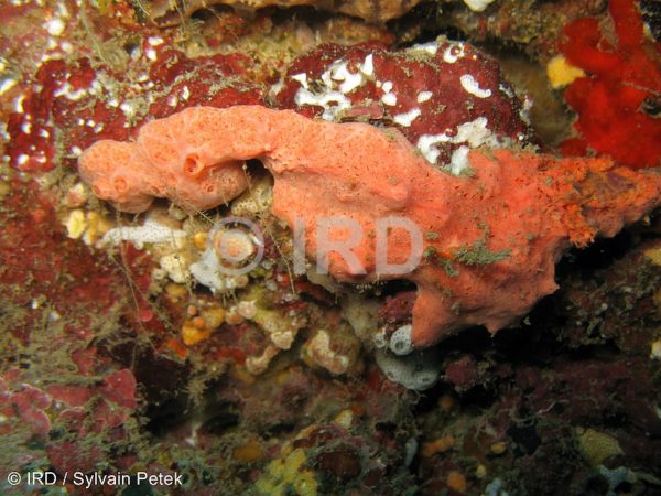 Rhaphoxya sp (4877) - Societe - Tahiti