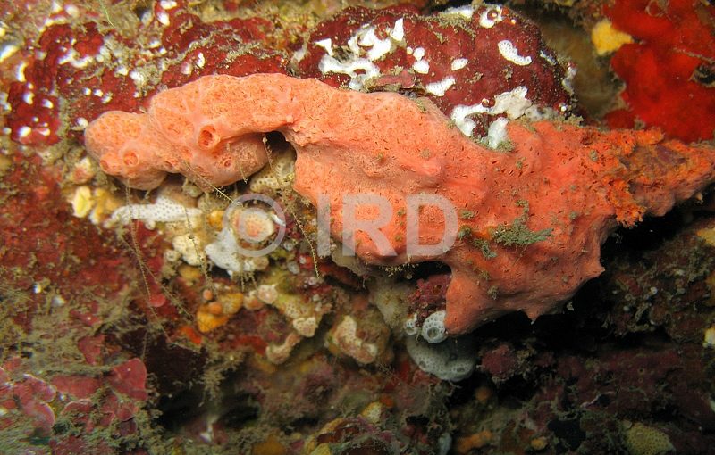 Rhaphoxya sp (4877) - Societe - Tahiti