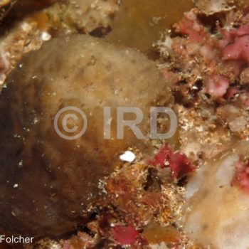 Rhopaloeides odorabile - Australes - Rapa