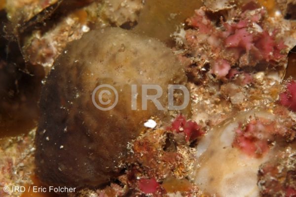 Rhopaloeides odorabile - Australes - Rapa