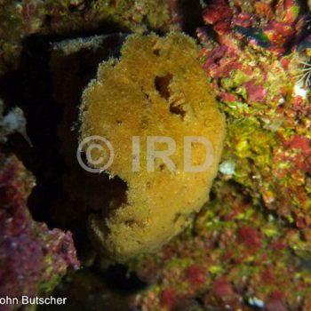 Rhopaloeides sp (2883) - Societe - Tahiti