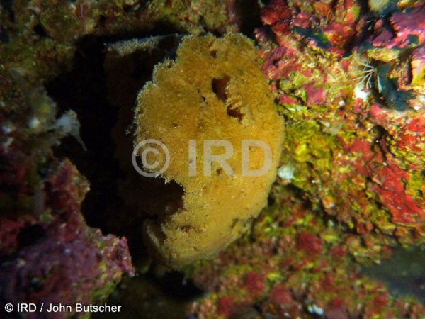 Rhopaloeides sp (2883) - Societe - Tahiti