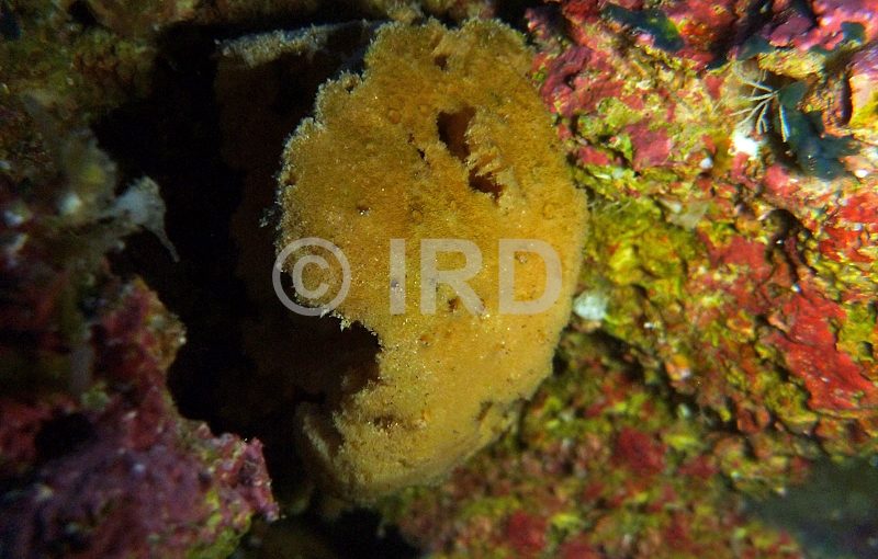 Rhopaloeides sp (2883) - Societe - Tahiti