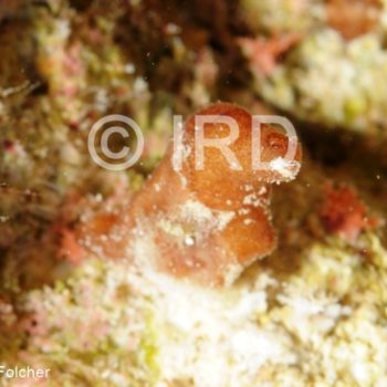 Siphonochalina sp - (2754) - Tuamotu - Hao